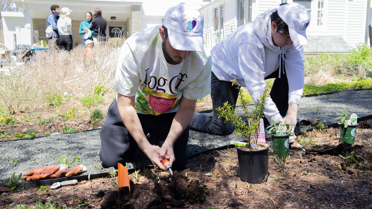 Quinnipiac Arbor Day volunteers kneel and plant shrubs