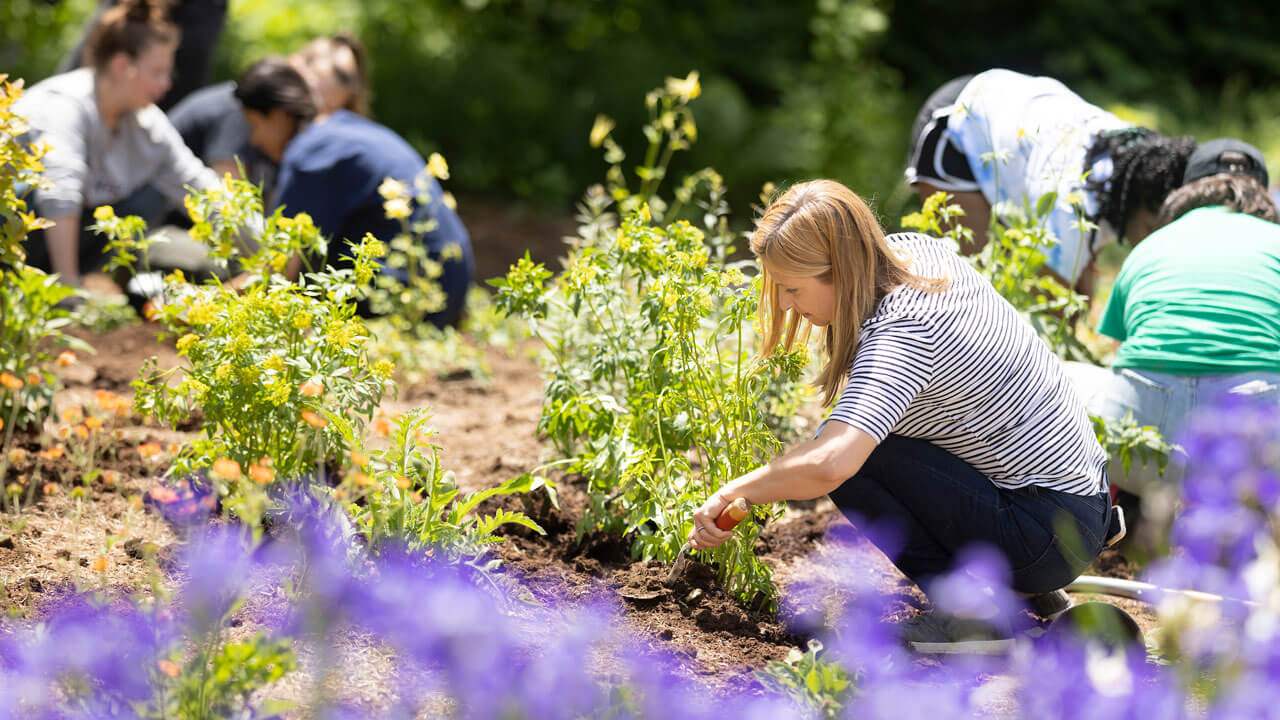 Students and faculty planting plants in pollinator garden