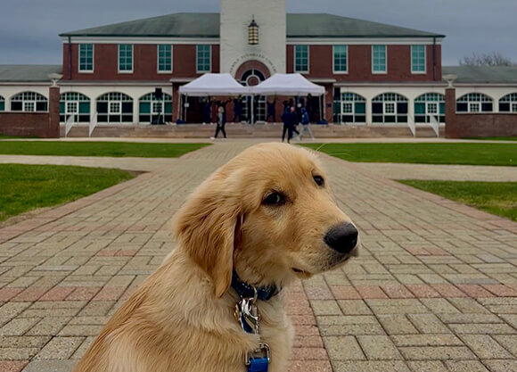 Golden retriever sitting in front of the Arnold Bernhard Library