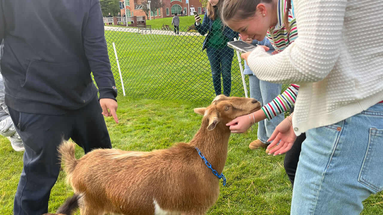 Students play with goats on the quad