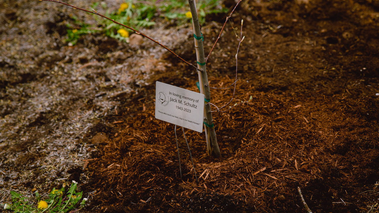 Tree dedicated to "In loving memory of Jack M. Schultz. 1943 -2023"