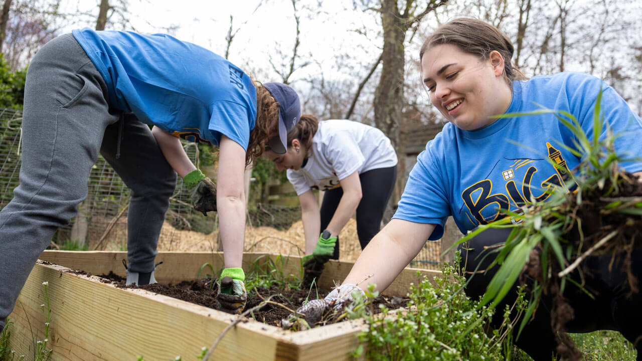 Students work together in the garden by pulling out weeds and raking the soil