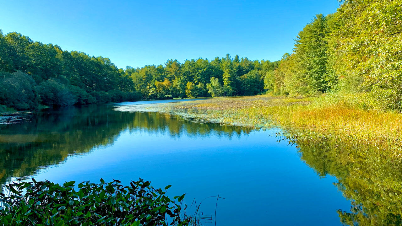 Pond surrounded by trees and algae