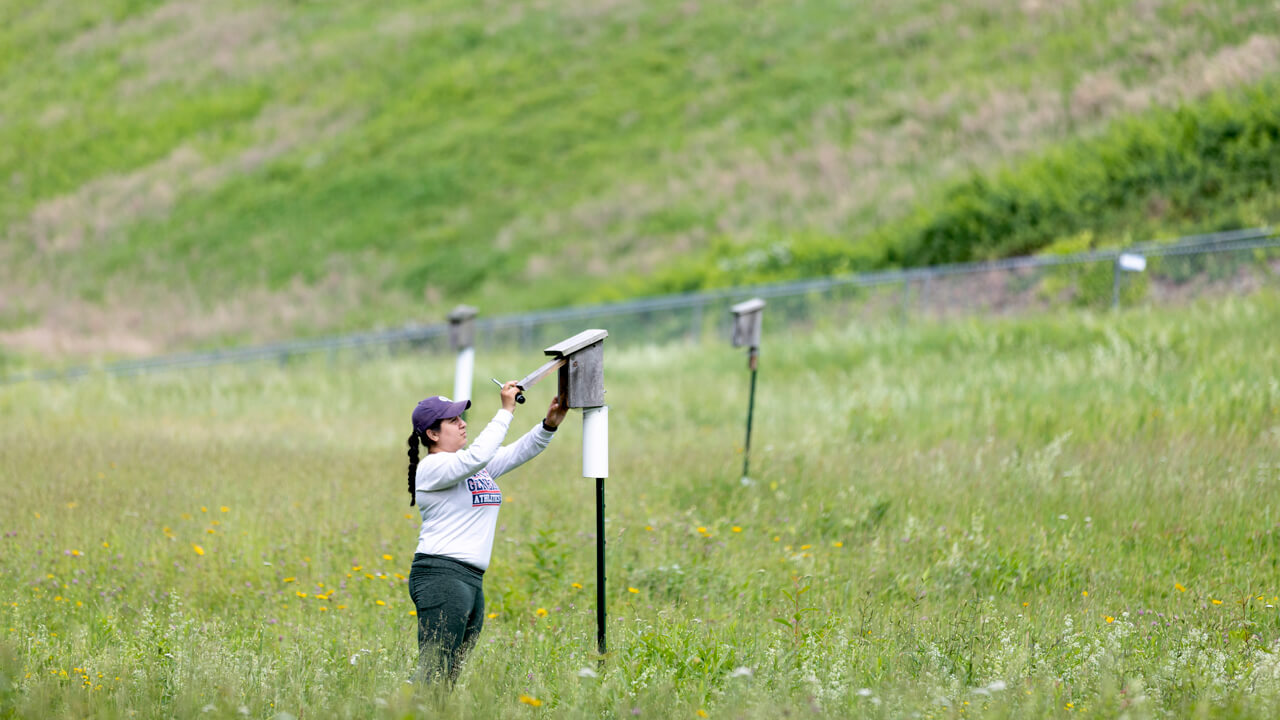 Students examining a bird house for swallows during a field study.